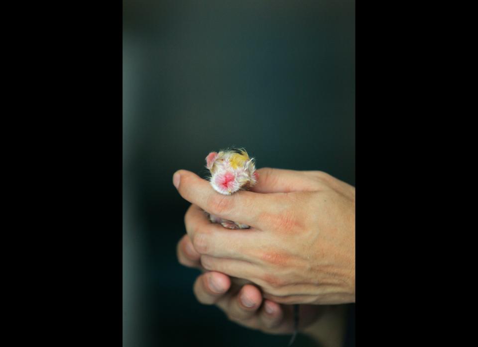 A volunteer displays a newly-born cat delivered by a rescued stray cat at the home of cat lover Duo Zirong on July 10, 2007 in Shanghai, China. (Photo by China Photos/Getty Images)