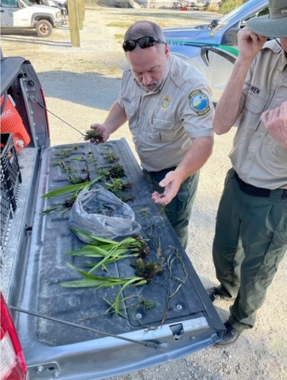 Florida Fish and Wildlife Conservation officers examine a haul of rare protected orchids poached from Southwest Florida swamps in October, including one ghost orchid.