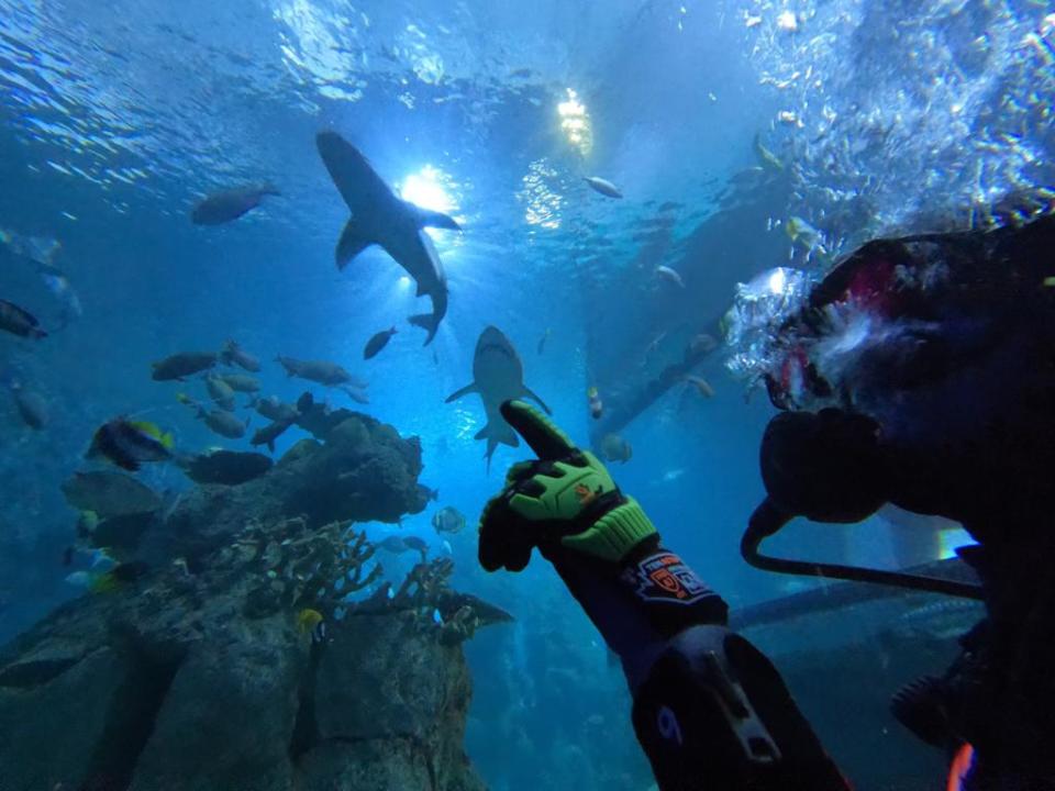 zanny pointing at a shark in a tank while scuba diving in the denver aquarium