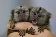 <p>In this photograph released by the police in Goyang, northwest of Seoul, on May 17, 2016, two endangered common marmosets seized from a South Korean smuggler cling to someone’s finger. Common marmosets, which are native to east-central Brazil, are very small monkeys with relatively long tails. Police say a common marmoset can be sold as a pet for as much as $6,390 in South Korea. (Goyang police/EPA)</p>