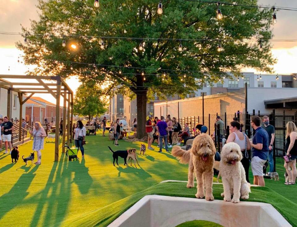 Skiptown is a dog bar and dog boarding house with dog daycare and a small dog social area. It is located in Brookhill/South End, Charlotte.