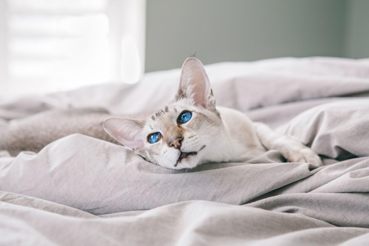 A Colorpoint Shorthair cat laying in a bed with light-grey sheets, selective focus, looking toward the left, a grey wall and a white window with sunlight coming in on the left blurred in the background