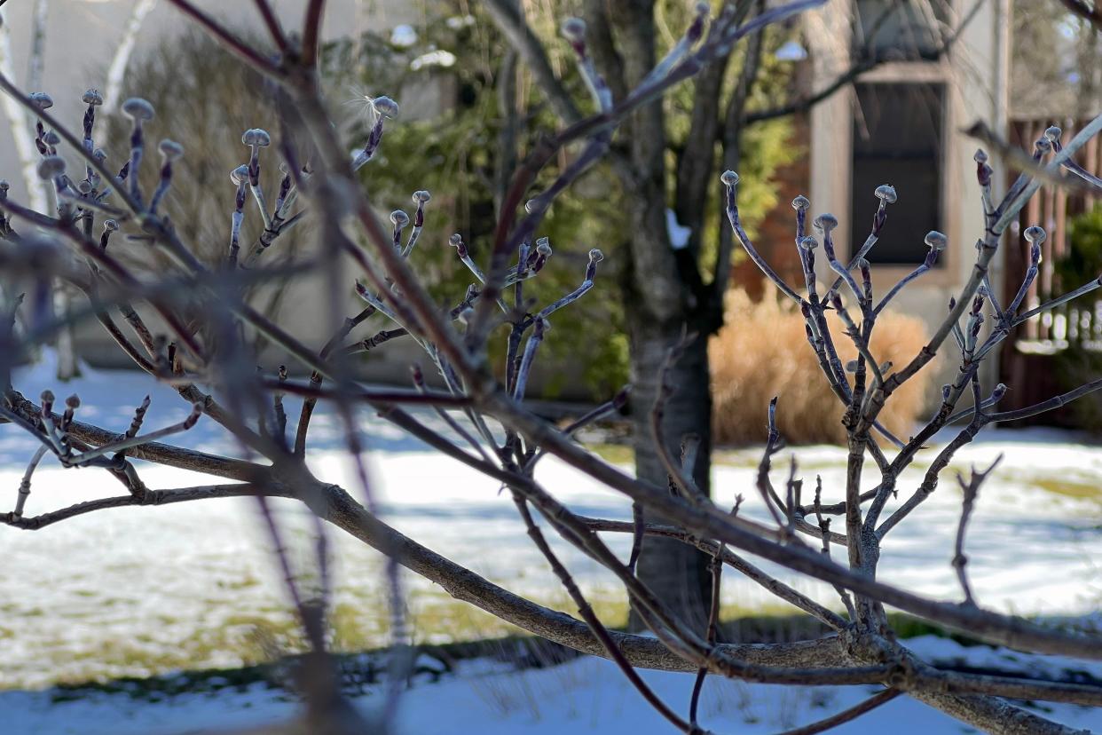 The warm weather this winter and then snow might have an affect on some trees.