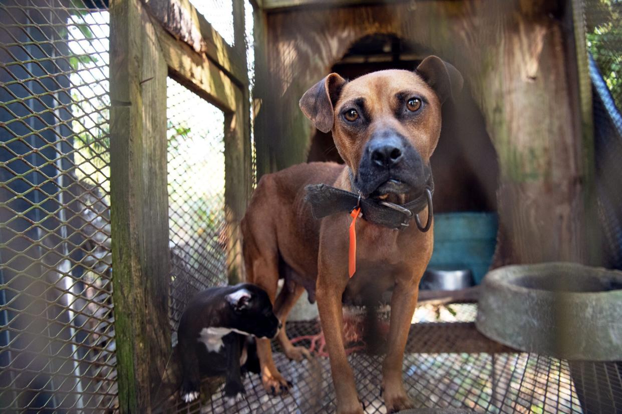 dog in cage at a dogfighting operation