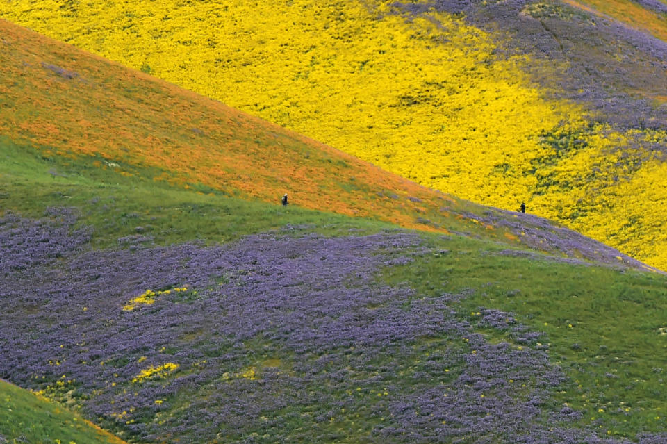 Le Super Bloom