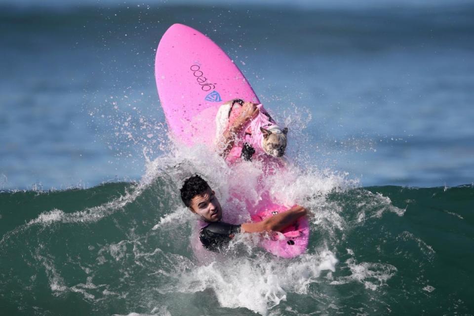 <p>A dog wipes out during the Surf City Surf Dog competition in Huntington Beach, California, U.S., September 25, 2016. REUTERS/Lucy Nicholson</p>