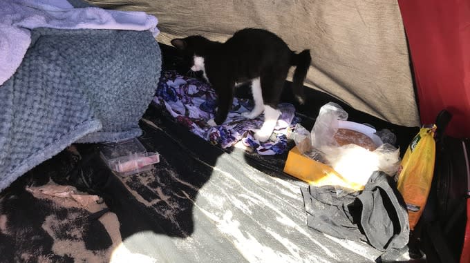 The kitten was taken to Bournemouth beach in hot temperatures (Picture: RSPCA)