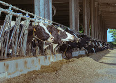 <span class="caption">Farm cows in a row while caged, ready for the slaughterhouse.</span> <span class="attribution"><a class="link " href="https://www.shutterstock.com/image-photo/farm-cows-row-while-caged-ready-433480720?src=pSIhDAf1R8gYTMs5dkUHZQ-1-19" rel="nofollow noopener" target="_blank" data-ylk="slk:Alexandre Rotenberg/Shutterstock;elm:context_link;itc:0;sec:content-canvas">Alexandre Rotenberg/Shutterstock</a></span>