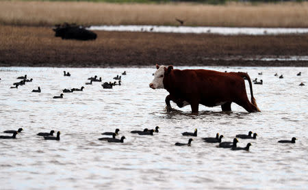 A cow grazes in a flooded field near Norberto de la Riestra, Argentina, January 8, 2019. Picture taken January 8, 2019. REUTERS/Marcos Brindicci