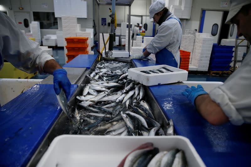 FILE PHOTO: French workers fillet mackerels in a fish processing plant in the port of Boulogne-sur-Mer, France