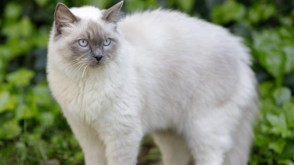 1 year old ragdoll cat standing