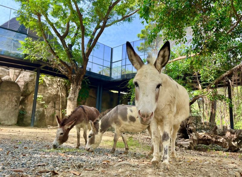 ▲「新動物園運動」以打造動物的友善之地為主要目標，將動物內舍變得明亮通風。（圖／高市府觀光局提供）