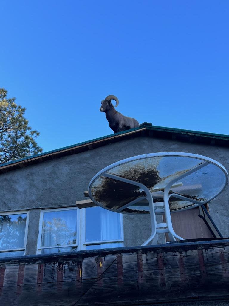 A male bighorn sheep is shown on the roof of a Boulder County home on Dec. 5, 2023. Wildlife officials aren't sure how the ram got onto the roof. The ram finally returned to the foothills after spending 36 hours at the home.