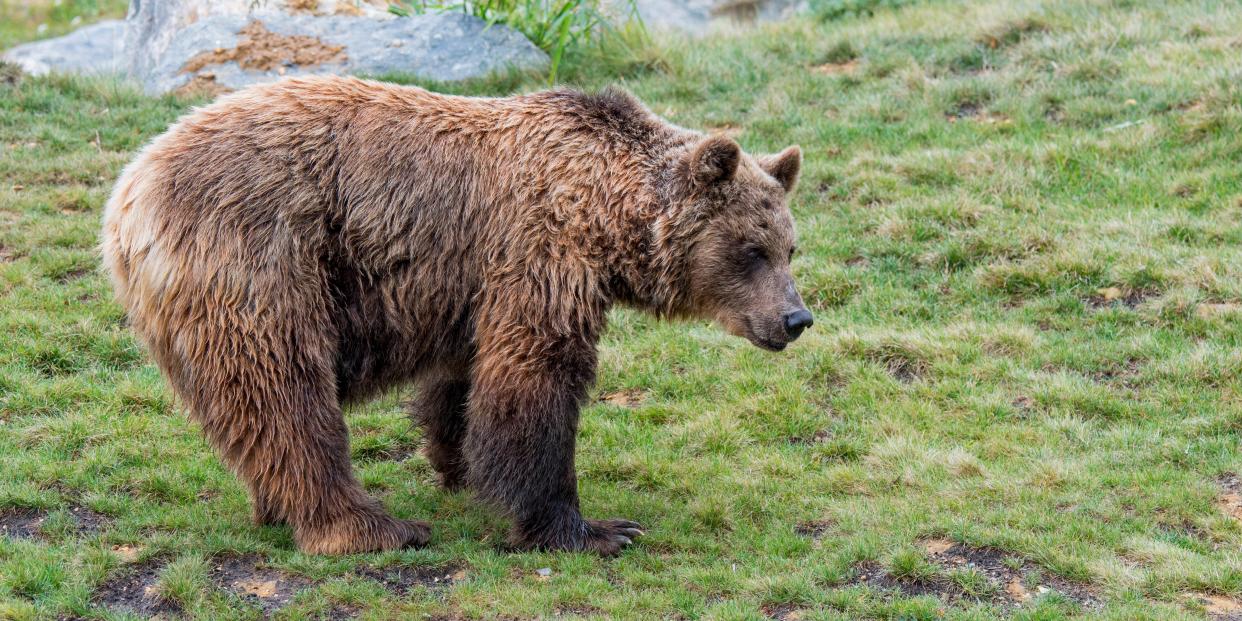 European brown bear