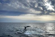 FILE - A pair of North Atlantic right whales interact at the surface of Cape Cod Bay, in Massachusetts, on March 27, 2023. Unfounded claims about offshore wind threatening whales have surfaced as a flashpoint in the fight over the future of renewable energy. (AP Photo/Robert F. Bukaty, File, NOAA permit # 21371)