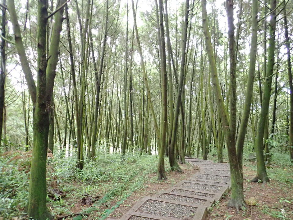 南投金龍山步道