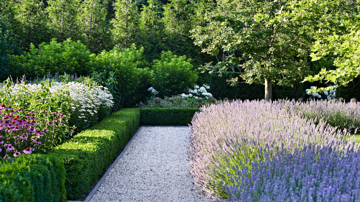 hollander lavender edging along gravel path