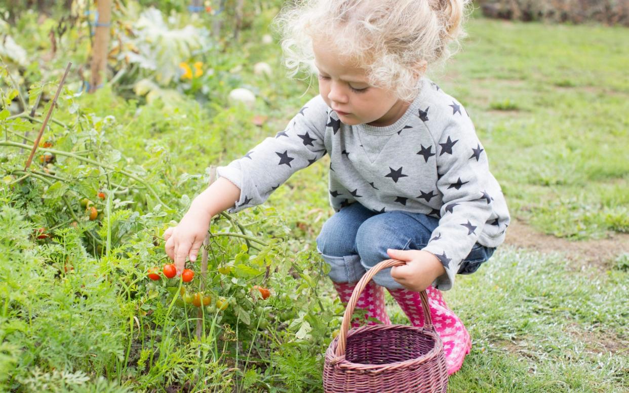 Child picking veg - PhotoAlto