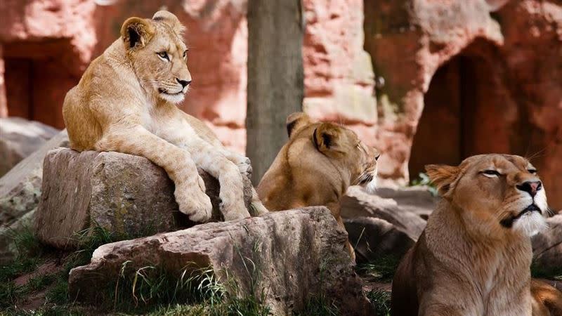 通常母獅會對幼獅表現出強大的母愛及保護慾。（圖／翻攝自Pixabay）