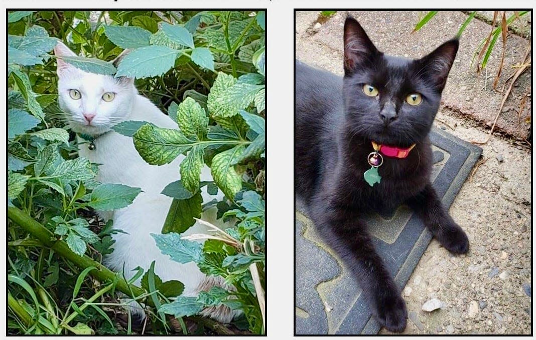 The Bucks County SPCA is offering a reward for information leading to the arrest of the person who shot and killed Toostie (left) and shot and injured Jackie (right) on Nov. 15, 2023. The cats, who have an owner, were found in Falls.