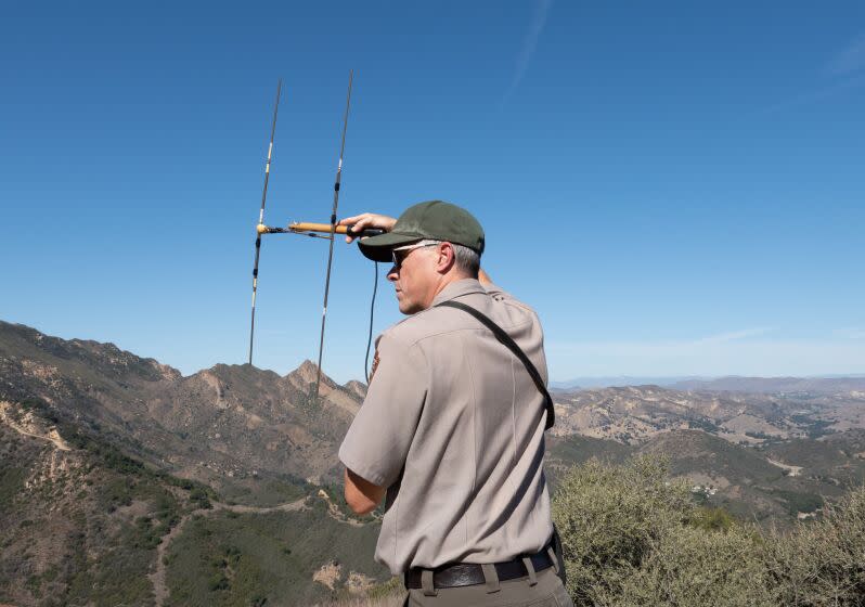 CALABASAS, CA - OCTOBER 18: **EMBARGOED UNTIL THU, 10/20 8 AM PST** National Park Service biologist Jeff Sikich uses radio telemetry to listen for any nearby mountain lions on a recent day. On previous days, he said a male mountain lion and a female mountain lion with two kittens have been spotted in the area in front of him. A new study by UCLA researcher Rachel Blakey determined that mountain lions are avoiding 100,000 acres of habitat burned in the 2018 Woolsey Fire. As a result, the mountain lions have increased their dangerous road and freeway crossings to avoid human interaction. The population of lions is taking greater risks to compensate for the loss of available resources and habitat. Photographed on Tuesday, Oct. 18, 2022 in Calabasas, CA. (Myung J. Chun / Los Angeles Times)