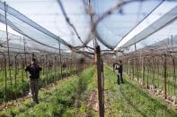Workers prune vines at the Maipu estate, of the Santa Julia winery of Familia Zuccardi, in Mendoza Province