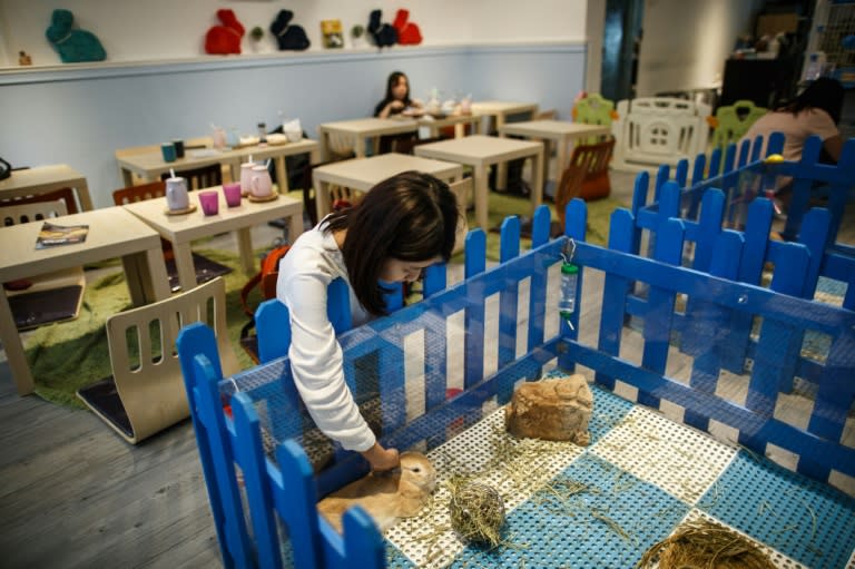 Hong Kong already has a number of "cat cafes", but "Rabbitland" is the first one for rabbits, inspired by a similar shop in Japan