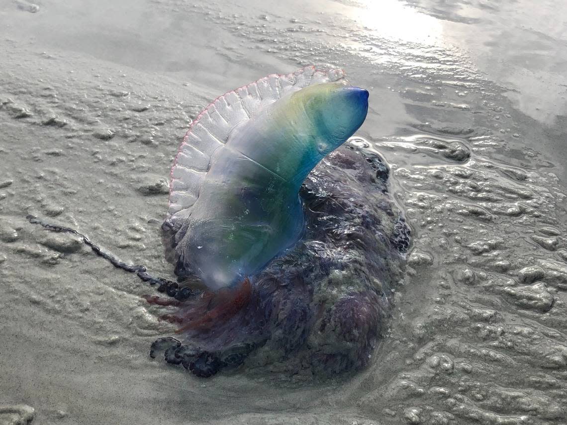 Toxin-carrying creature popping up on GA, NC beaches. Have they washed ...