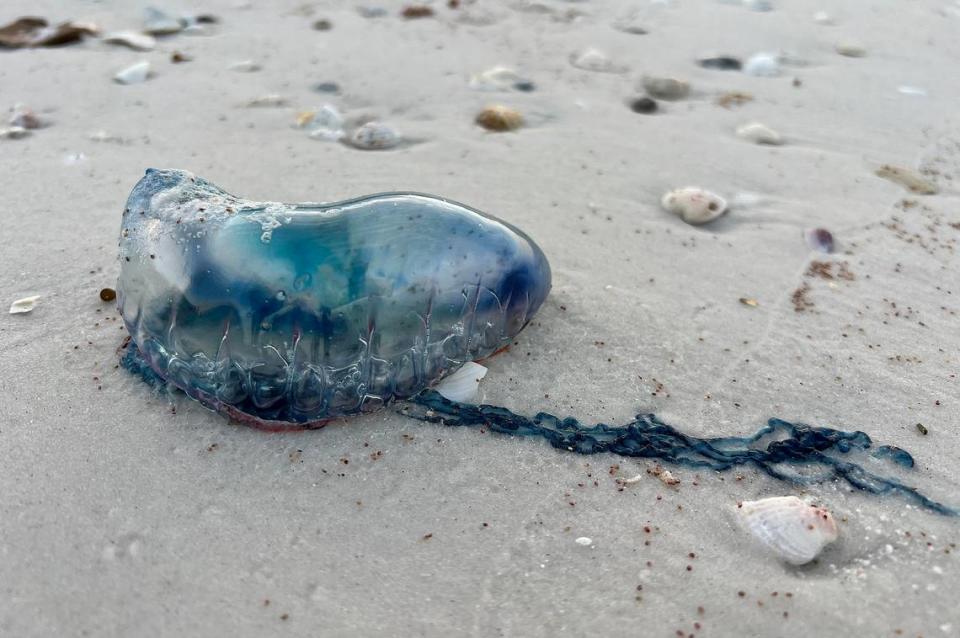 This photograph is believed to be an image of a Portuguese man ‘o war, taken on Coquina Beach on Anna Maria Island on March 14, 2023.