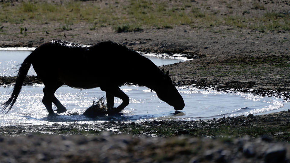 A wild horse drinks from a watering hole on July 16, 2021, near U.S. Army Dugway Proving Ground, Utah, before mustangs from this herd were rounded up. Federal land managers are increasing the number of horses removed from the range during an historic drought. They say it's necessary to protect the parched land and the animals themselves, but wild-horse advocates accuse them of using the conditions as an excuse to move out more of the iconic animals to preserve cattle grazing. (AP Photo/Rick Bowmer)