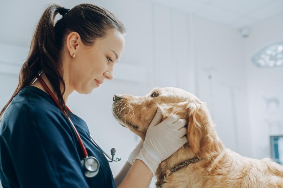 Veterinarians mourn pets just like their owners do. Shutterstock
