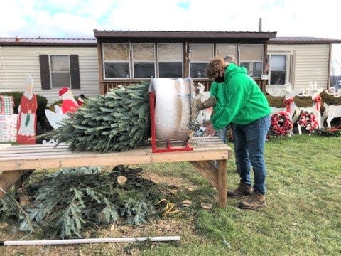 A worker at the Wolfe's Christmas Tree operation in Strasburg, puts a Christmas tree through the baler.