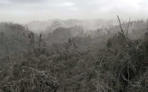 Vegetation near the volcano has been left layered in ash - Credit: Aaron Favila/AP