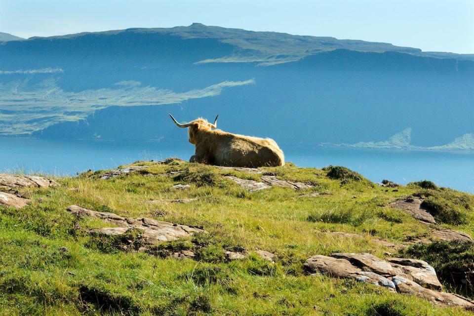 A Highland cow