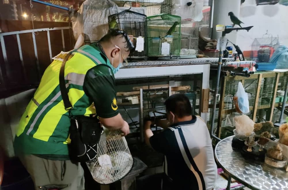 Johor Perhilitan officers inspect bird cages after a raid on a house in Taman Bestari Indah, Ulu Tiram near Johor Baru June 24, 2021. — Picture courtesy of Johor Wildlife and National Parks Department (Perhilitan)