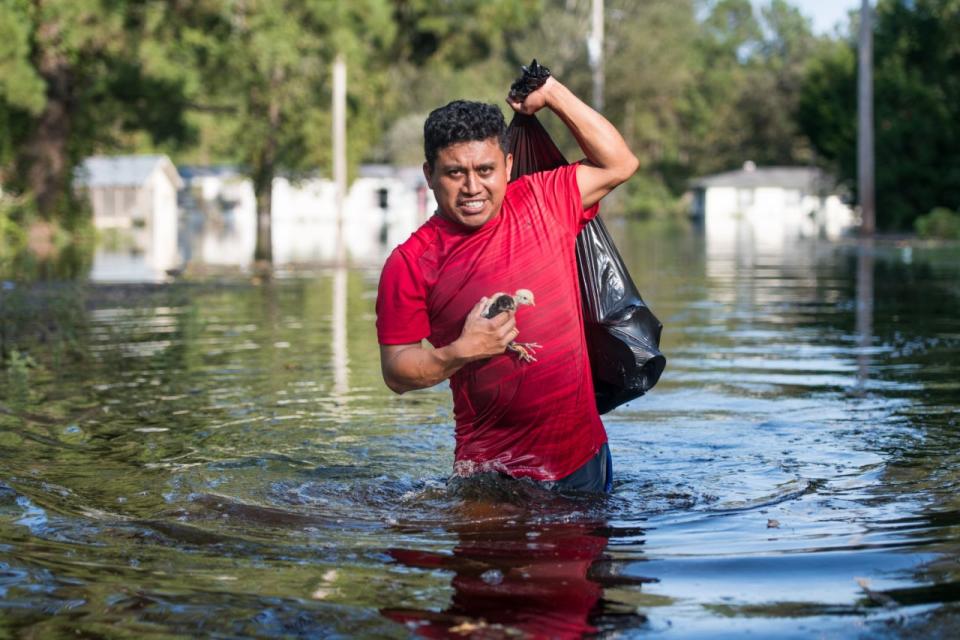 Luis Gomez rescues baby chicks from floodwaters caused by Hurricane Florence near the Todd Swamp on Sept. 21, 2018, in Longs, S.C. (Photo: Sean Rayford/Getty Images)