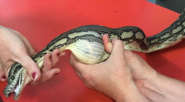 It is believed the snake thought the object was a prey item. Source: Townsville Snakehandler/ Facebook