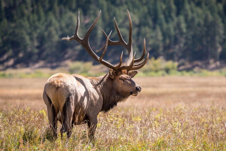 Bull elk in autumn at Rocky Mountain National Park