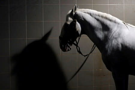 A horse from The National Stud Kladruby nad Labem stands inside its stable in the town of Kladruby nad Labem