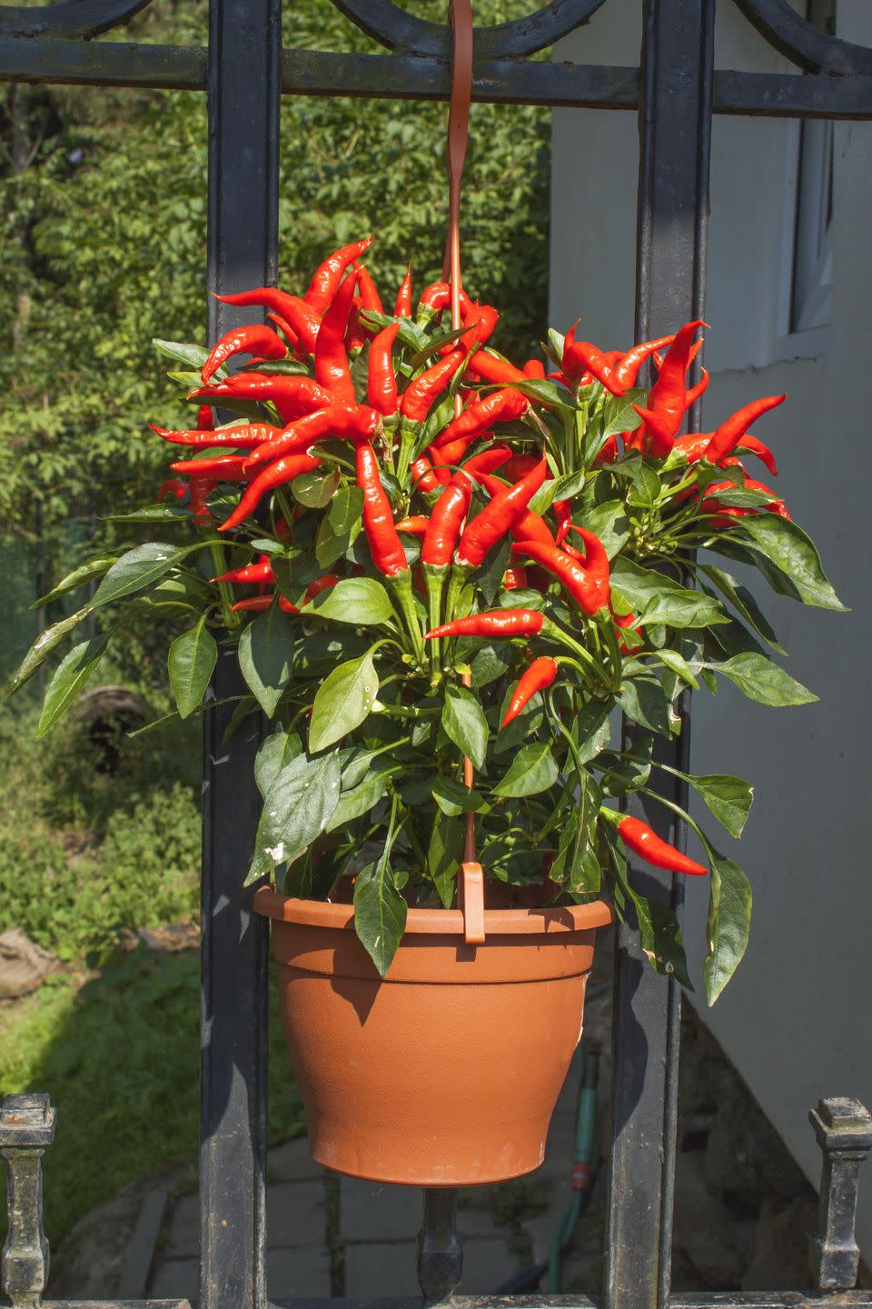 6) How to Grow Peppers in a Container