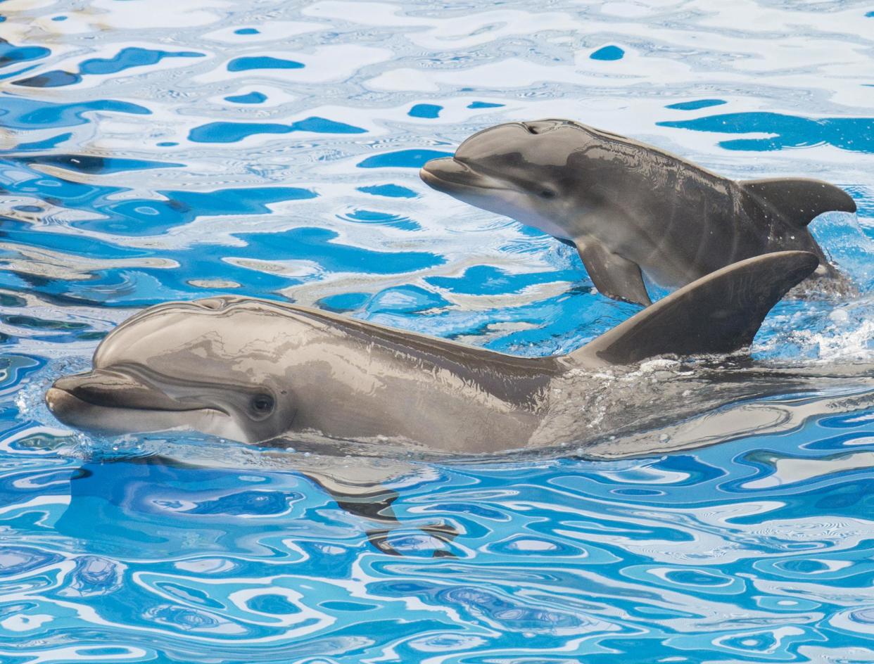 A dolphin and her calf at SeaWorld San Diego: Getty Images