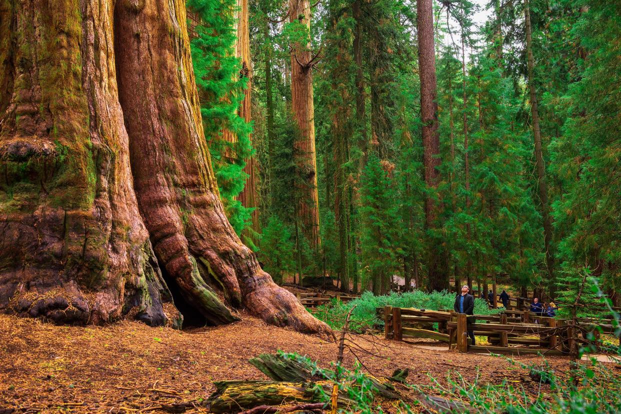 General Sherman Tree, Sequoia National Park