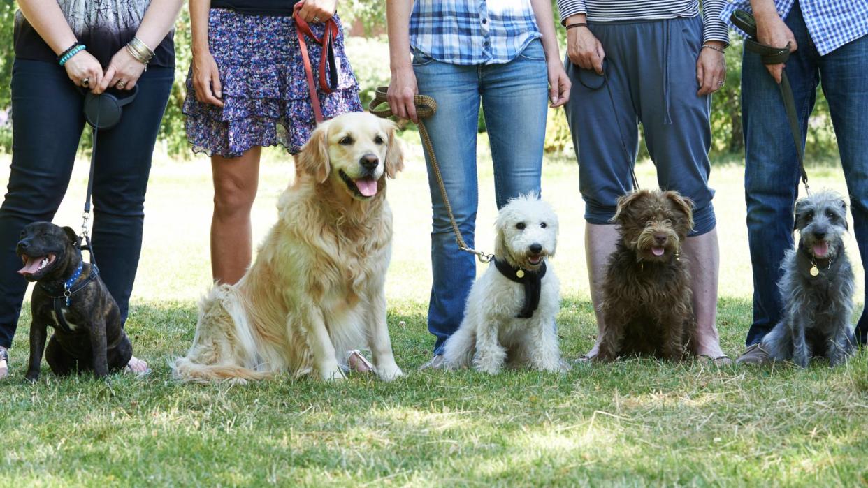  A group of dogs, various breeds, lining up for training class. 