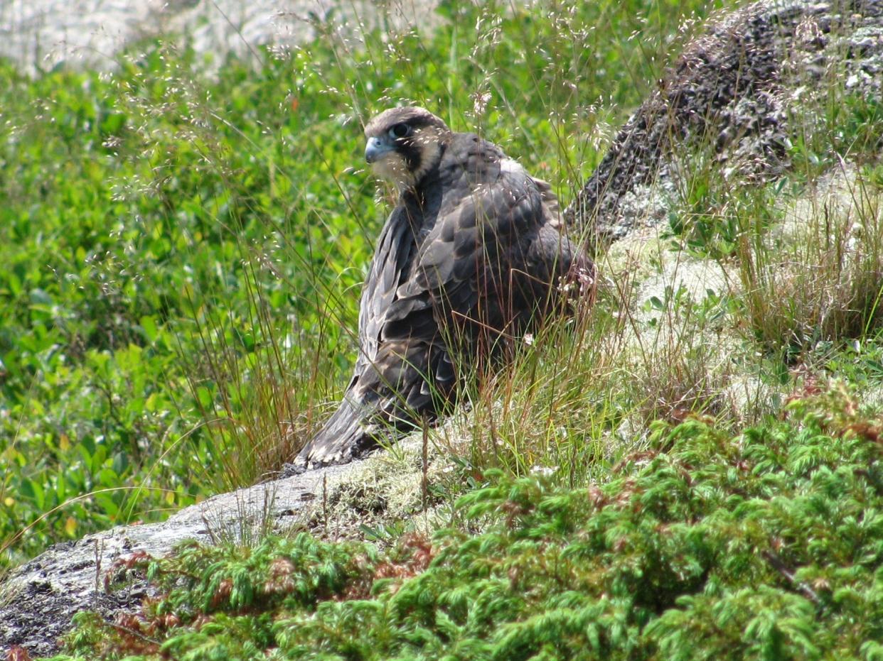 A peregrine falcon looks out from Beech Cliff in Acadia National Park.