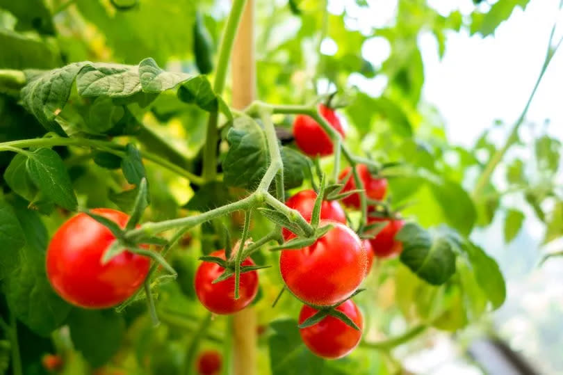 tomato plant