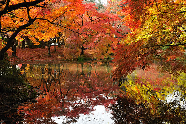 <p>Los jardines japoneses son famosos por su belleza, y en otoño todavía más. De hecho, y como recoge el portal <em><a rel="nofollow noopener" href="https://travel.usnews.com/gallery/30-destinations-with-beautiful-fall-leaves" target="_blank" data-ylk="slk:US News,;elm:context_link;itc:0;sec:content-canvas" class="link ">US News,</a></em> a inicios de noviembre los locales experimentan el ‘momijigari’, o caza de hojas rojas, y este jardín botánico es ideal para ello. Conoce otros cinco destinos para disfrutar del otoño recomendados por el mismo portal. Foto: myu-myu / Getty Images. </p>