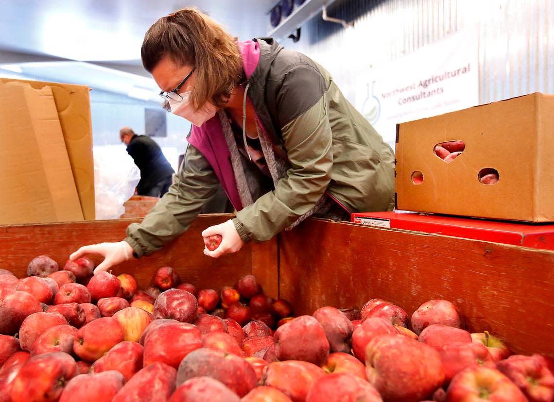 Community volunteer Michelle Gotthold sorts and boxed donated apples at the Second Harvest facility in Pasco on National Agriculture Day in 2021.