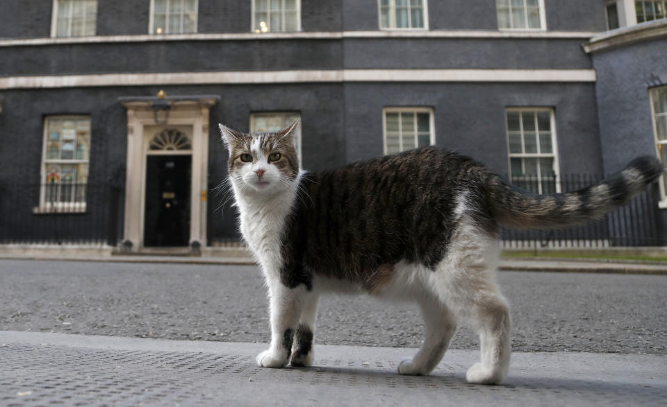 FILE -In this Thursday, May 21, 2020 file photo, Larry, the official 10 Downing Street cat walks outside 10 Downing Street before the nationwide Clap for Carers to recognise and support National Health Service (NHS) workers and carers fighting the coronavirus pandemic, in London. Monday, Feb. 15, 2021 marks the 10th anniversary of rescue cat Larry becoming Chief Mouser to the Cabinet Office in a bid to deal with a rat problem at 10 Downing Street. (AP Photo/Frank Augstein, file)