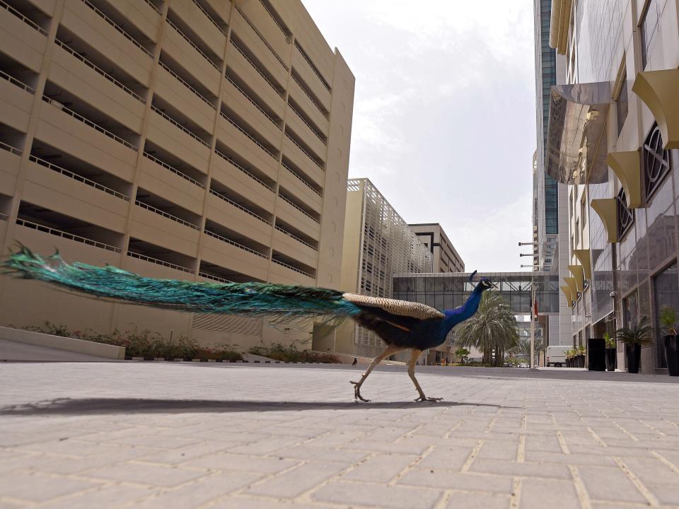 coronavirus peacock dubai