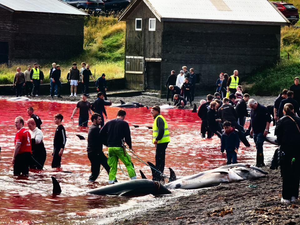 Blood red water on the Faroe Islands. People standing in the water in hi-vis. Dead dolphins on the shore.